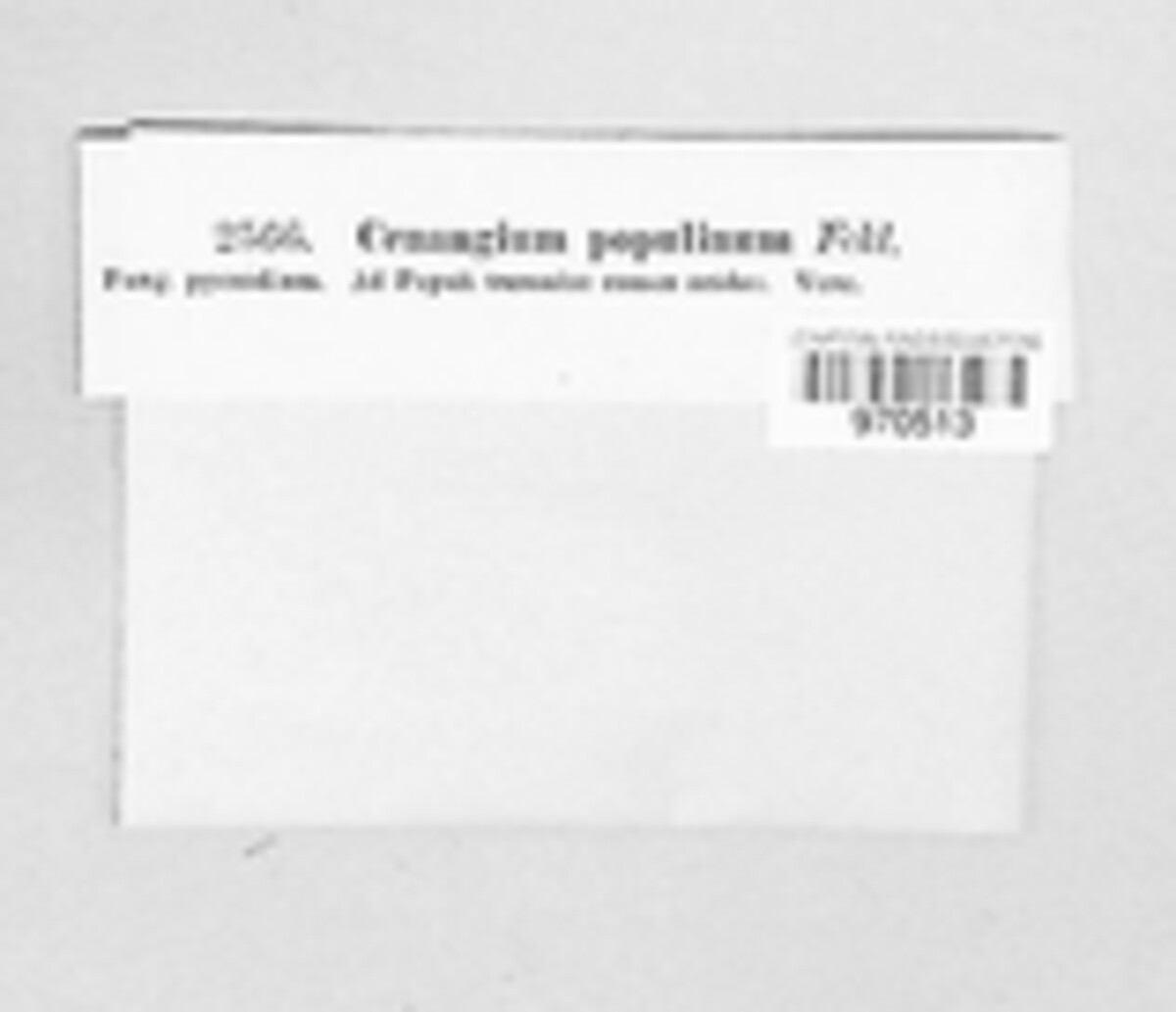 Tympanis populina image